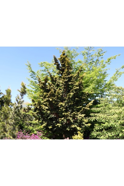 Коническая форма кроны кипарисовика.